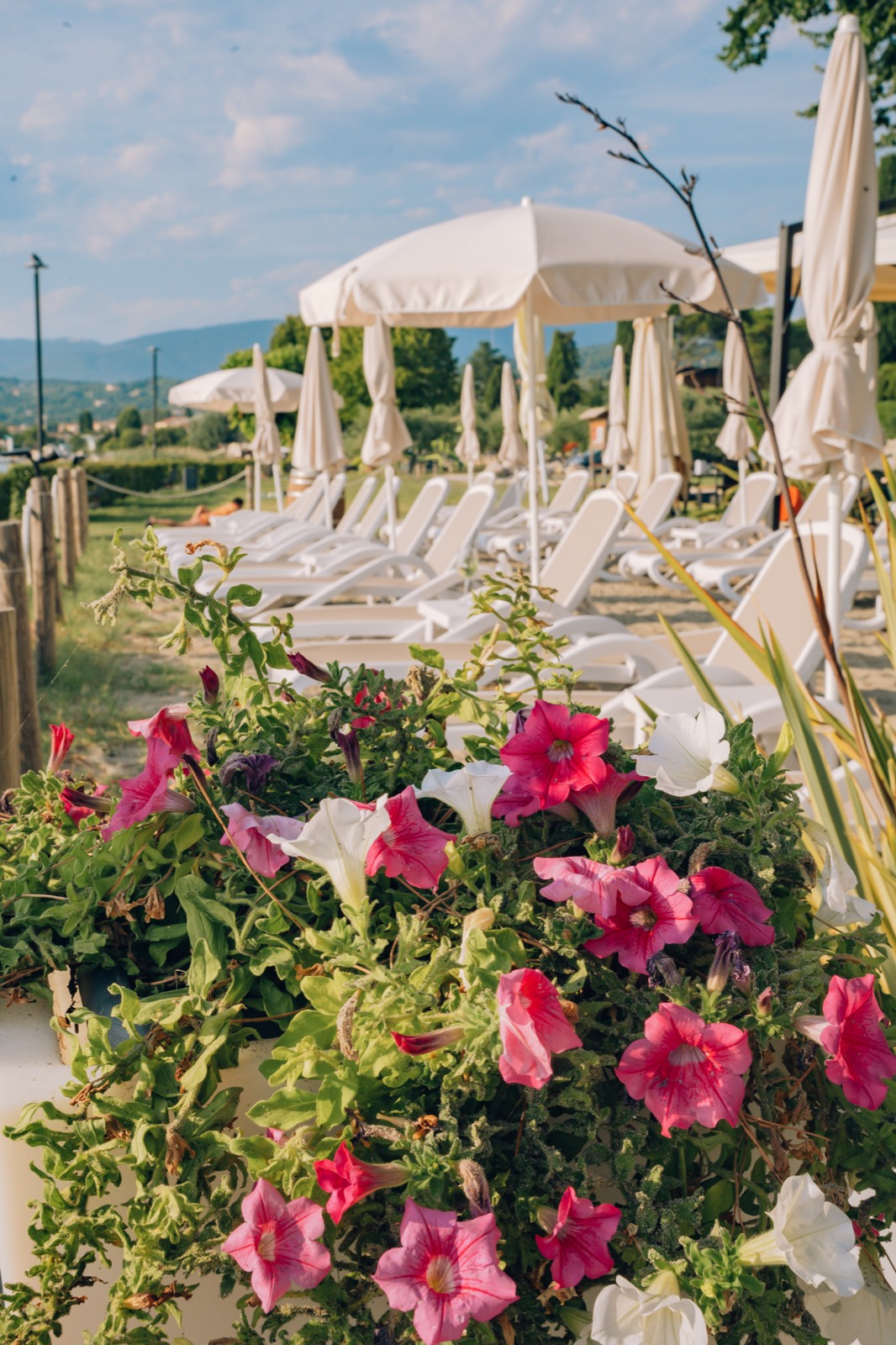 Fiori e ombrelloni della spiaggia